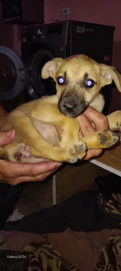 Cachorro raça SRD-ViraLata idade 2 a 6 meses nome Eliana 