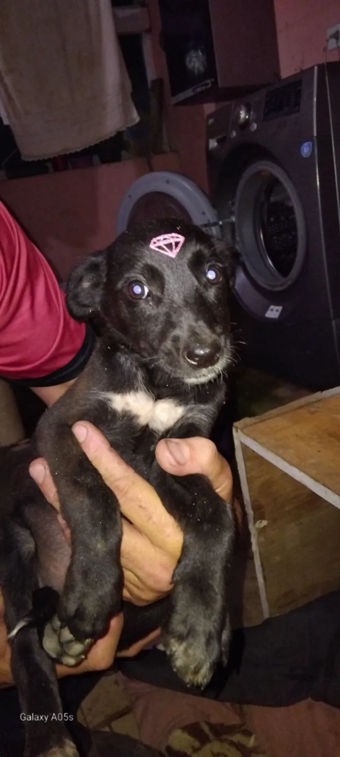 Cachorro raça SRD-ViraLata idade 2 a 6 meses nome Sem  nome 