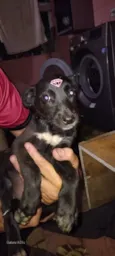 Cachorro raça SRD-ViraLata idade 2 a 6 meses nome Sem  nome 