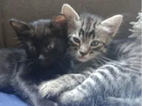 Gato raça SRD-ViraLata idade 2 a 6 meses nome Gatinhos