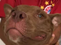 Cachorro raça Pit-Bull idade 1 ano nome Lisa