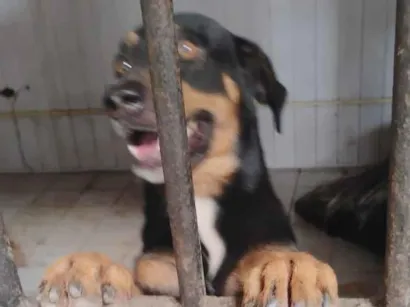 Cachorro raça SRD-ViraLata idade 5 anos nome betove 