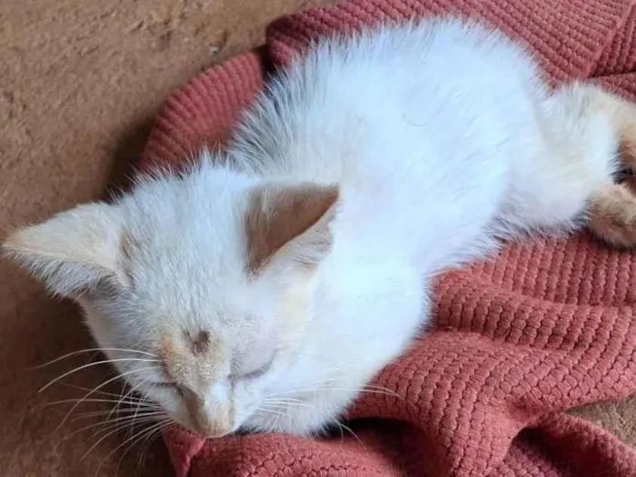 Gato raça SRD-ViraLata idade 2 a 6 meses nome Angela