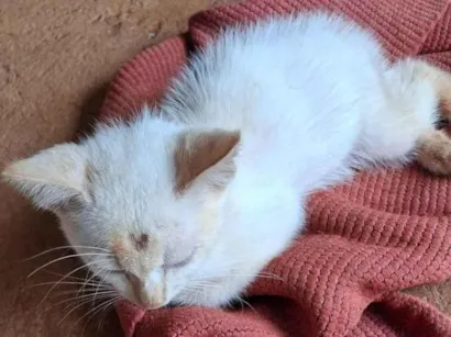 Gato raça SRD-ViraLata idade 2 a 6 meses nome Angela