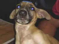 Cachorro raça SRD-ViraLata idade 2 a 6 meses nome Eliana 