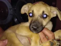 Cachorro raça SRD-ViraLata idade 2 a 6 meses nome Eliana 