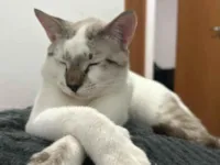 Gato raça SRD-ViraLata idade 2 anos nome Bart 