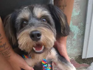 Cachorro raça Shitzu idade 7 a 11 meses nome Marley