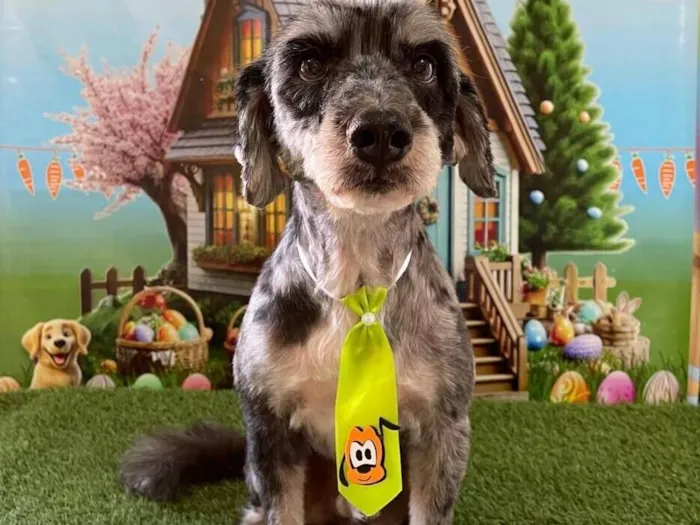 Cachorro raça Maltês idade 2 anos nome Dougue