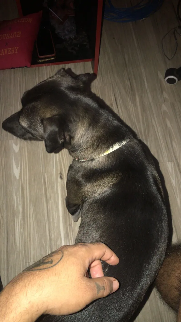Cachorro raça SRD-ViraLata idade 2 anos nome Kiara