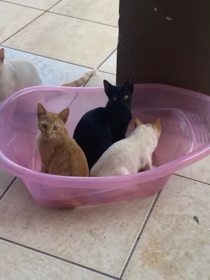 Gato raça SRD-ViraLata idade 2 a 6 meses nome Negão