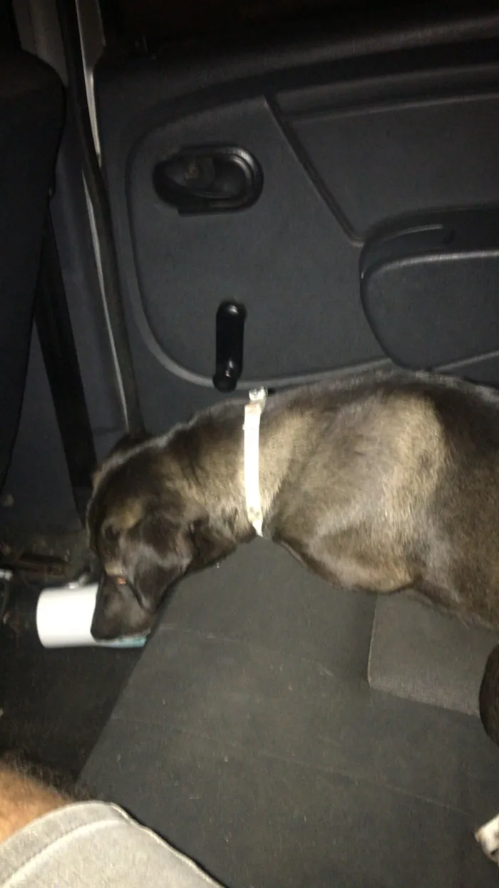 Cachorro raça SRD-ViraLata idade 2 anos nome Kiara