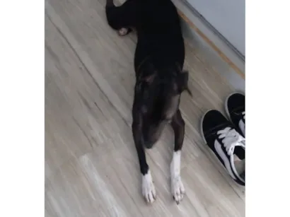 Cachorro raça SRD-ViraLata idade 2 anos nome Kiara