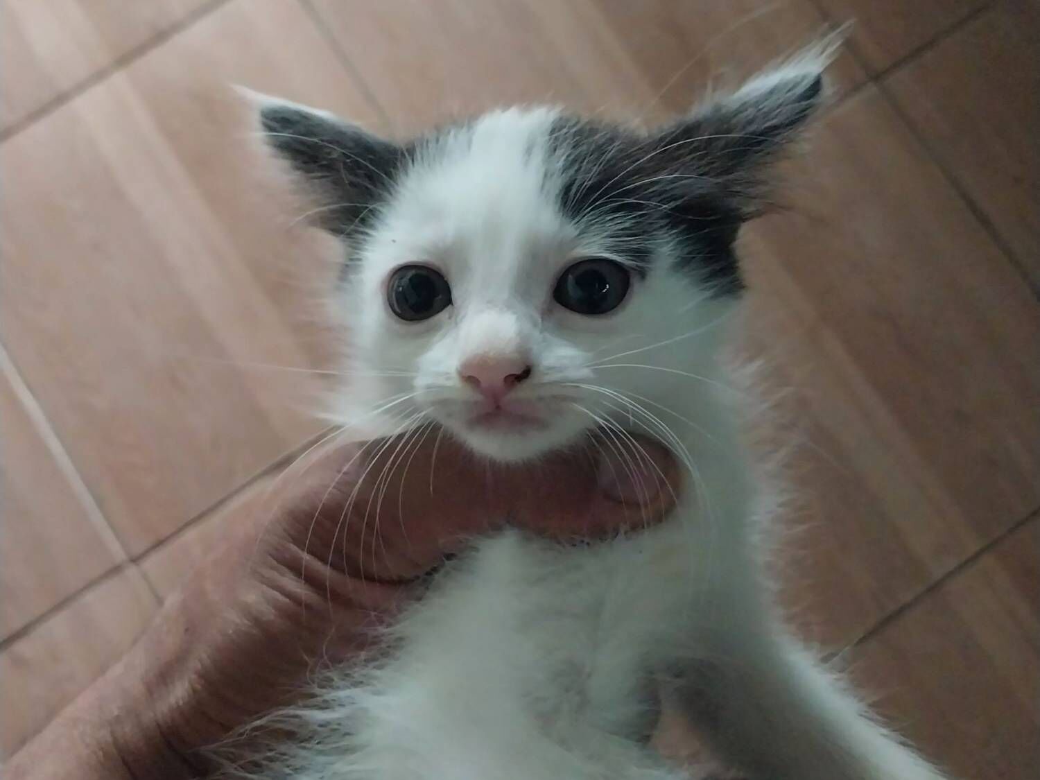 Gato raça SRD-ViraLata idade 2 a 6 meses nome Lucena