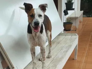 Cachorro raça SRD-ViraLata idade 7 a 11 meses nome Pipoca 