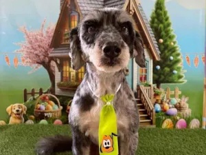 Cachorro raça Maltês idade 3 anos nome Dogue