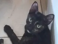 Gato raça SRD-ViraLata idade 7 a 11 meses nome Filó