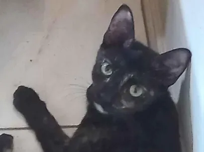 Gato raça SRD-ViraLata idade 7 a 11 meses nome Filó