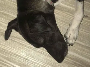 Cachorro raça SRD-ViraLata idade 2 anos nome Kiara