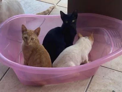 Gato raça SRD-ViraLata idade 2 a 6 meses nome Negão