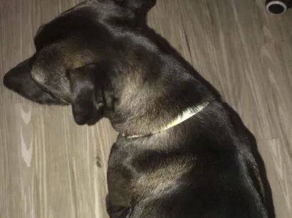 Cachorro raça SRD-ViraLata idade 2 anos nome Kiara