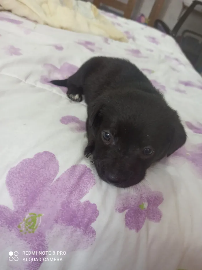 Cachorro raça SRD-ViraLata idade Abaixo de 2 meses nome Diamante 