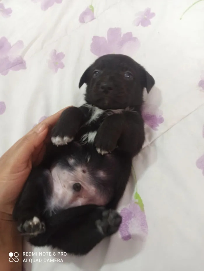Cachorro raça SRD-ViraLata idade Abaixo de 2 meses nome Diamante 