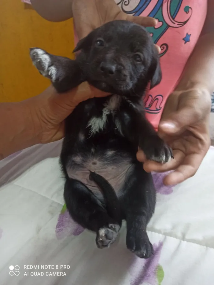 Cachorro raça SRD-ViraLata idade Abaixo de 2 meses nome Diamante 