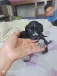 Cachorro raça SRD-ViraLata idade Abaixo de 2 meses nome Lua