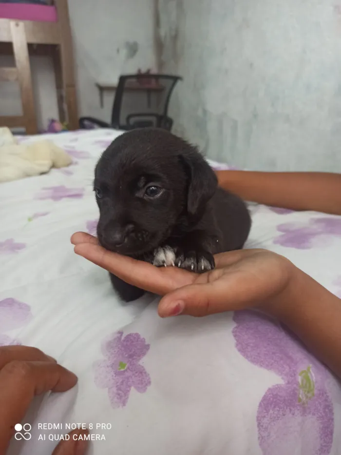 Cachorro raça SRD-ViraLata idade Abaixo de 2 meses nome Cris