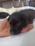 Cachorro raça SRD-ViraLata idade Abaixo de 2 meses nome Cris
