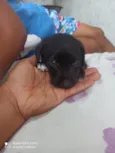 Cachorro raça SRD-ViraLata idade Abaixo de 2 meses nome Cris