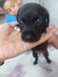 Cachorro raça SRD-ViraLata idade Abaixo de 2 meses nome Cris