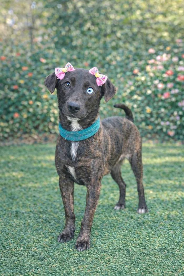 Cachorro raça SRD-ViraLata idade 2 a 6 meses nome Theodora