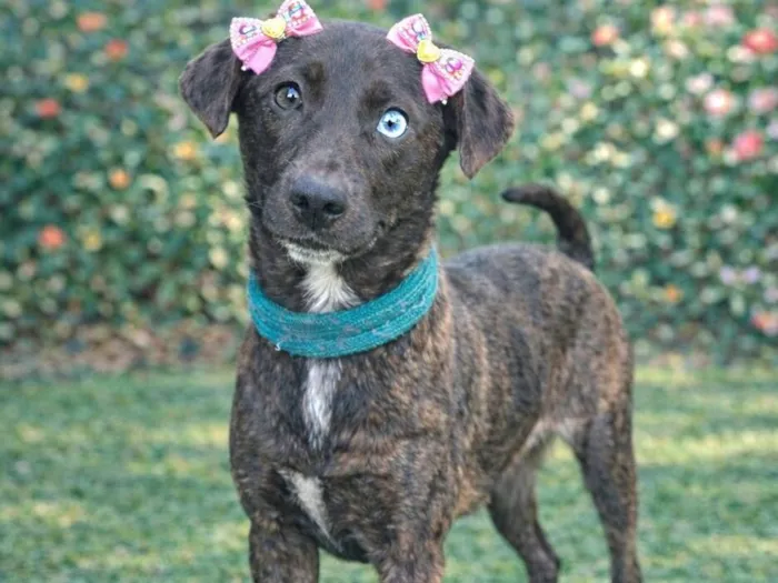 Cachorro raça SRD-ViraLata idade 2 a 6 meses nome Theodora