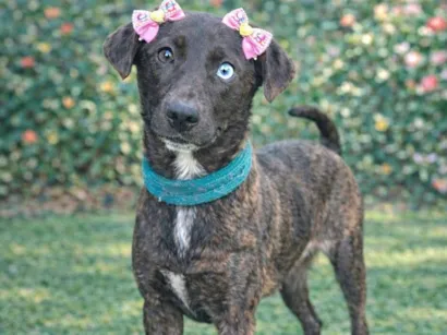 Cachorro raça SRD-ViraLata idade 2 a 6 meses nome Theodora