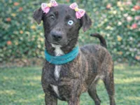 Cachorro raça SRD-ViraLata idade 2 a 6 meses nome Theodora