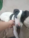 Cachorro raça SRD-ViraLata idade 2 a 6 meses nome Brad