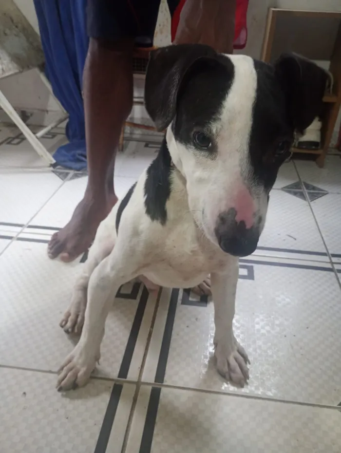 Cachorro raça SRD-ViraLata idade 2 a 6 meses nome Brad
