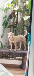 Cachorro raça SRD-ViraLata idade 2 a 6 meses nome Pipoca