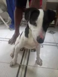 Cachorro raça SRD-ViraLata idade 7 a 11 meses nome Brad