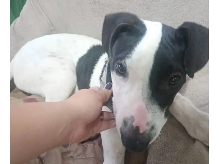 Cachorro raça SRD-ViraLata idade 7 a 11 meses nome Brad