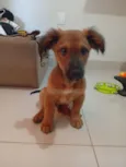 Cachorro raça SRD-ViraLata idade 2 a 6 meses nome Ben(Benedito  Barbosa)