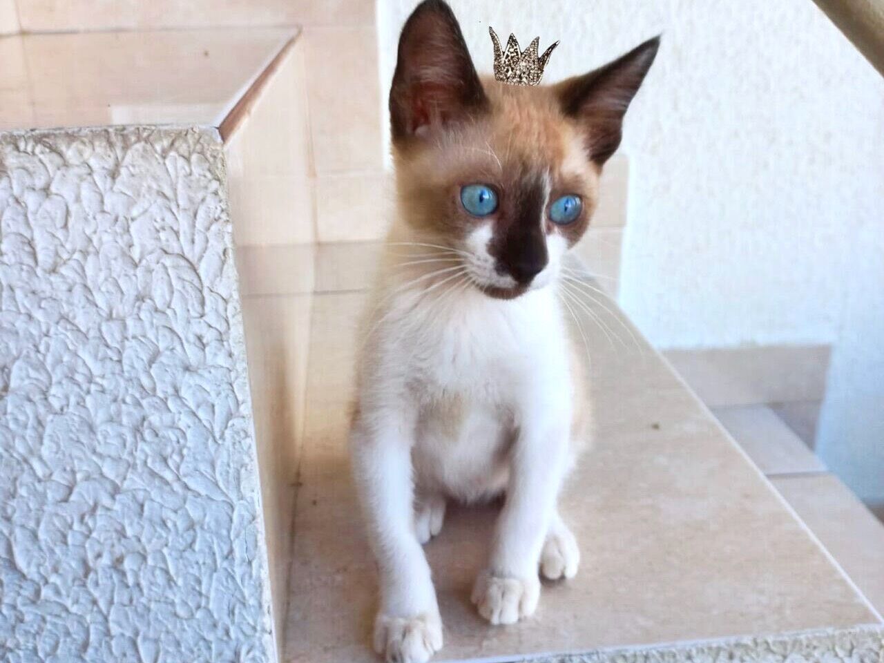 Gato raça Siamês idade 2 a 6 meses nome Blue bb3meses lindo 