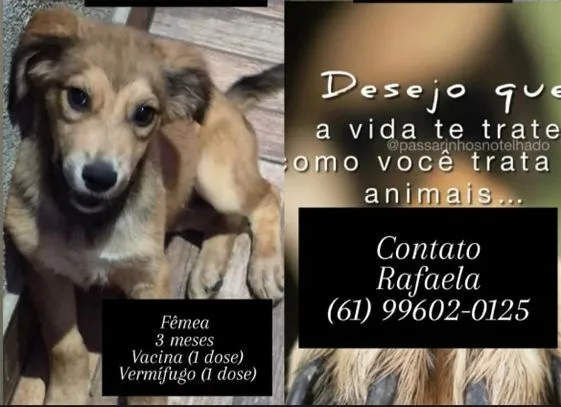Cachorro raça SRD-ViraLata idade Abaixo de 2 meses nome Filhote 