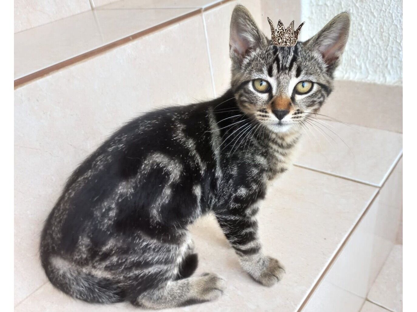 Gato raça SRD-ViraLata idade 2 a 6 meses nome Océane bb2meses Linda 