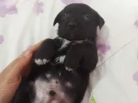 Cachorro raça SRD-ViraLata idade Abaixo de 2 meses nome Diamante 