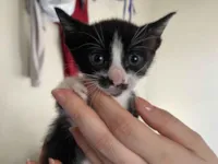 Gato raça SRD-ViraLata idade Abaixo de 2 meses nome Bloom