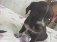 Cachorro raça SRD-ViraLata idade Abaixo de 2 meses nome Lua