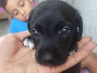 Cachorro raça SRD-ViraLata idade Abaixo de 2 meses nome Cris